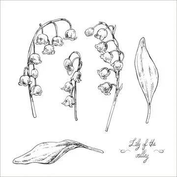 Hand drawn vector illustration lily of the valley Stock Illustration