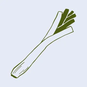 Hand drawn vector illustration of a long green leek with organic leaf texture Illustrazione stock