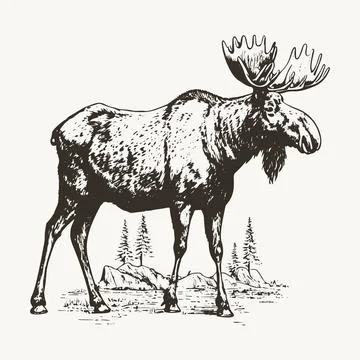 Hand-drawn vector illustration of a moose in engraving style, isolated on a.. Illustrazione stock