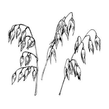 Hand drawn vector illustration of oat stalks set 스톡 일러스트