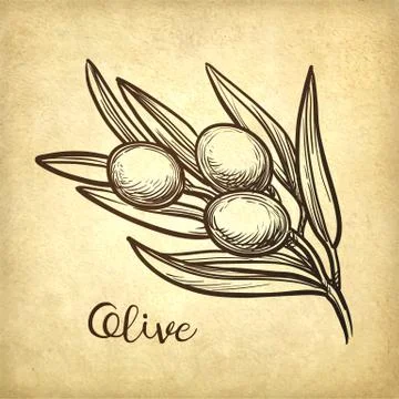 Hand drawn vector illustration of olive branch. Stock Illustration