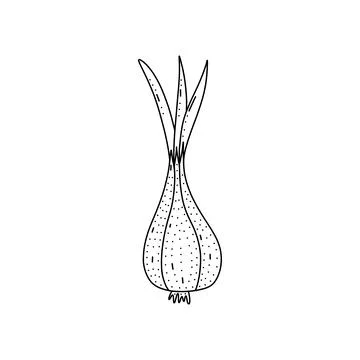 Hand drawn vector illustration of onion in doodle style. Cute llustration of Stock Illustration