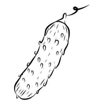 Hand-drawn vector illustration of a prickly cucumber. Black line art Illustrazione stock