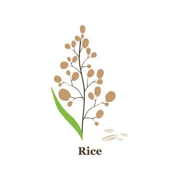 Hand drawn vector illustration of rice plant, grain. sketch. Vector eps 10 Stock Illustration