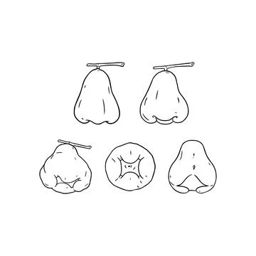 Hand drawn vector illustration of rose apple. Isolated on white. Stock Illustration