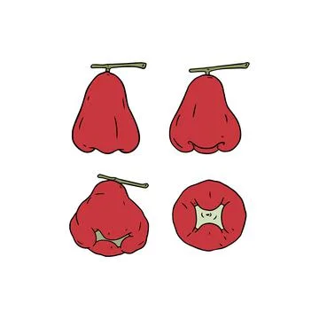 Hand drawn vector illustration of rose apple. Isolated on white. 스톡 일러스트