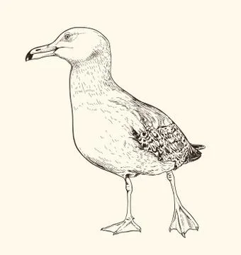 Hand drawn vector illustration of seagull. Stock Illustration