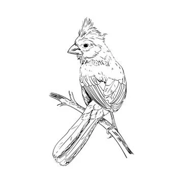 Hand drawn vector illustration. Sketch birds. Ink drafts bird. Engraving birs Stock Illustration