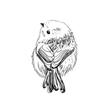 Hand drawn vector illustration. Sketch birds. Ink drafts bird. Engraving birs Stock Illustration