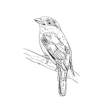 Hand drawn vector illustration. Sketch birds. Ink drafts bird. Engraving birs Stock Illustration