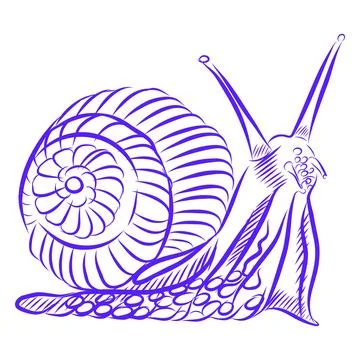 Hand drawn vector illustration of a snail, a sea creature, blue line art Stock-Illustration