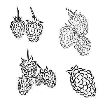 Hand drawn vector illustration. Sweet raspberry. Isolated on white backgrou.. Stock Illustration