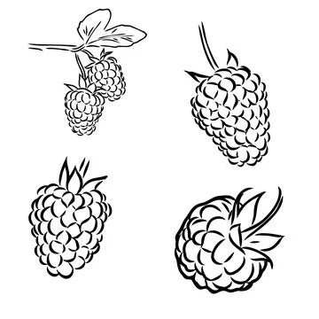 Hand drawn vector illustration. Sweet raspberry. Isolated on white backgrou.. Stock Illustration