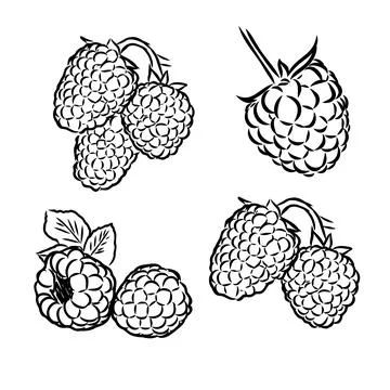 Hand drawn vector illustration. Sweet raspberry. Isolated on white background イラスト素材