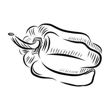 Hand-drawn vector illustration of sweet pepper. Black line art Иллюстрация