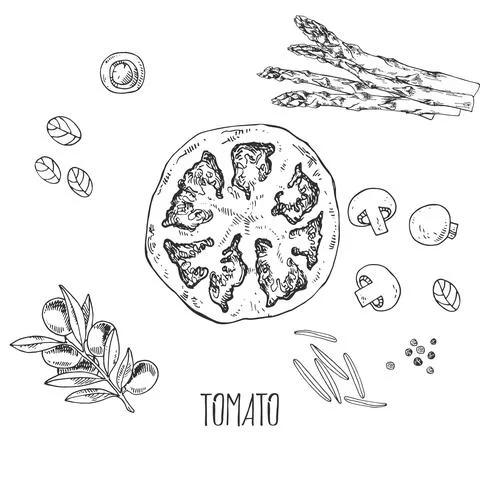Hand drawn vector illustration tomato 스톡 일러스트