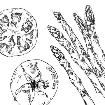 Hand drawn vector illustration tomato Stock Illustration