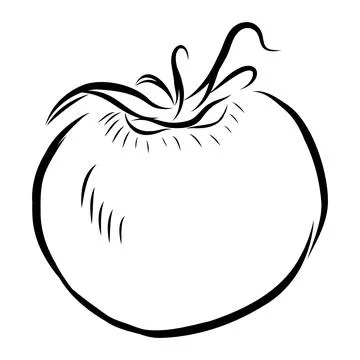 Hand-drawn vector illustration of a tomato. Black line art Illustration