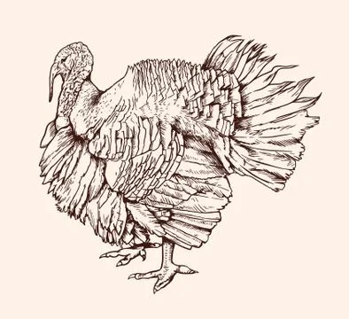 Hand drawn vector illustration of turkey Stock Illustration