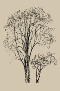 Hand drawn vector illustration of two tree. Isolated illustration engraved style Stock Illustration