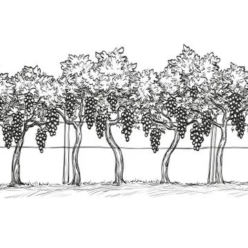 Hand drawn vector illustration of vineyard. Stock Illustration