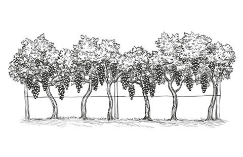 Hand drawn vector illustration of vineyard. Vine Stock Illustration