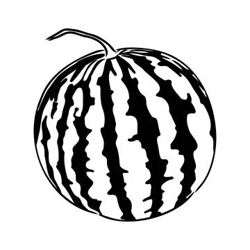 Hand drawn vector illustration - watermelon and slices with seeds. Flowering  Stock Illustration