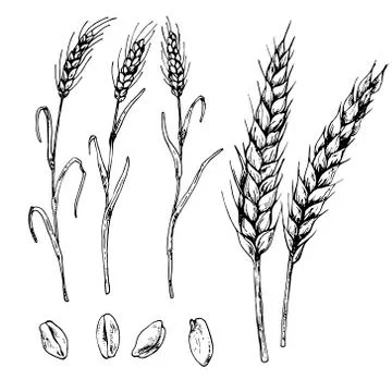 Hand drawn vector illustration of wheat Stock Illustration