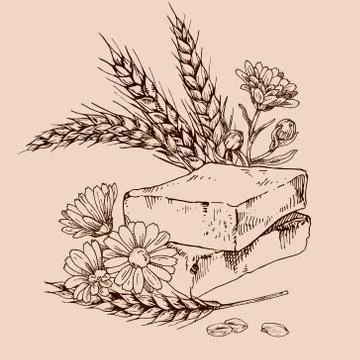Hand drawn vector illustration of wheat germ and calendula soap Stock Illustration