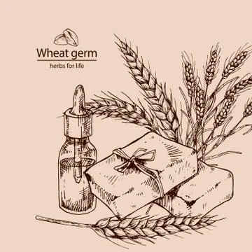 Hand drawn vector illustration of wheat germ oil and soap Stock Illustration