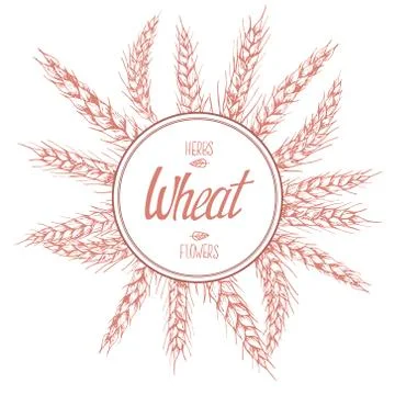 Hand drawn vector illustration of wheat stems with lettering Stock Illustration