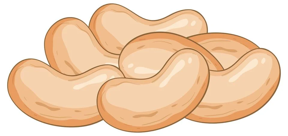 Hand Drawn Vector Illustration of White Kidney Beans Stock Illustration