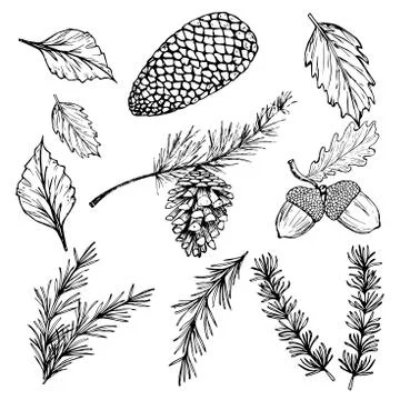 Hand drawn vector illustrations - Forest Autumn Winter collection. Spruce Stock Illustration