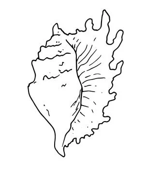 Hand-drawn vector illustrations. Sea with seashells with a black line on a white Stock Illustration