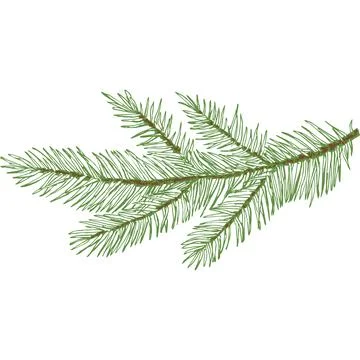 Hand Drawn Vector Large Evergreen Spruce or Pine Tree Branch Colorful Fir-needle Illustrazione stock