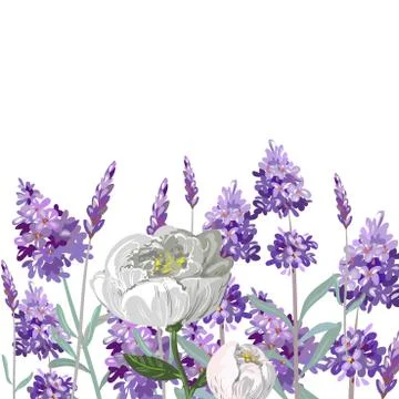 Hand drawn vector lavender and peony template Stock Illustration