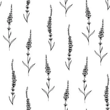 Hand drawn vector lavender flower seamless pattern. Perfect for wallpapers, web Stock Illustration