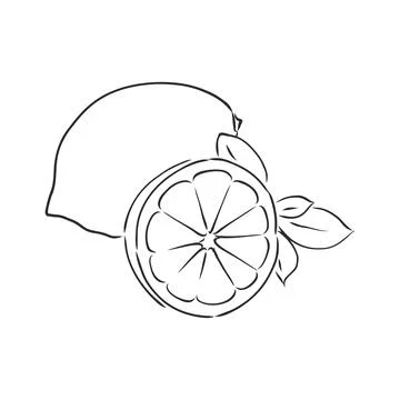 Hand drawn vector lemon slice, piece, on light background. lemon, vector sket Illustrazione stock