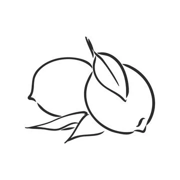 Hand drawn vector lemon slice, piece, on light background. lemon, vector sket Illustrazione stock