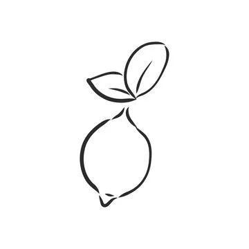 Hand drawn vector lemon slice, piece, on light background. lemon, vector sket Stock Illustration