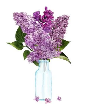 Hand drawn vector lilac bouquet in bottle Stock Illustration
