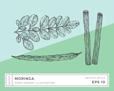 Hand Drawn Vector Moringa Oleifera Plant Illustration. Vegan Based Superfood Stock Illustration