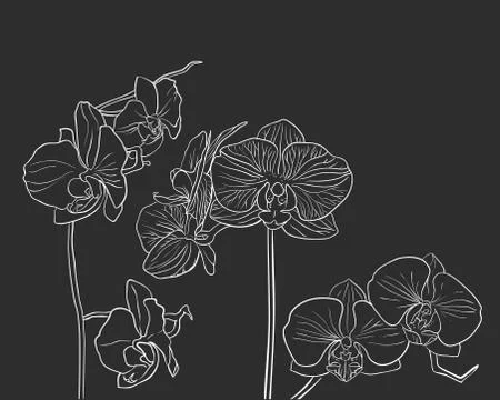 Hand drawn vector orchid on black Stock Illustration