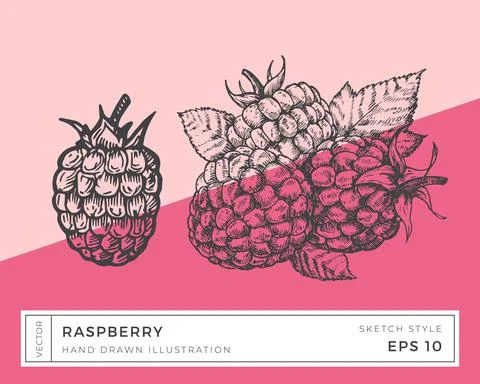 Hand Drawn Vector Raspberry Berries Illustration. Vegan Plant Based Food Drawing Illustrazione stock