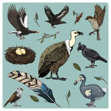 Hand drawn vector realistic bird, sketch graphic style, set of domestic. griffon Stock Illustration