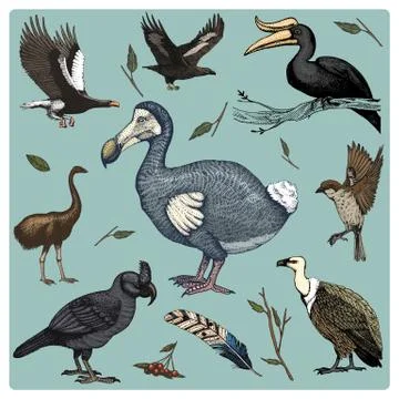 Hand drawn vector realistic bird, sketch graphic style, set of domestic. griffon Stock Illustration