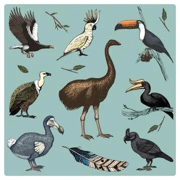Hand drawn vector realistic bird, sketch graphic style, set of domestic. griffon Stock Illustration