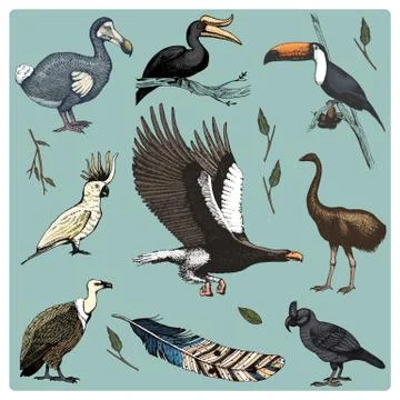 Hand drawn vector realistic bird, sketch graphic style, set of domestic. griffon Stock Illustration