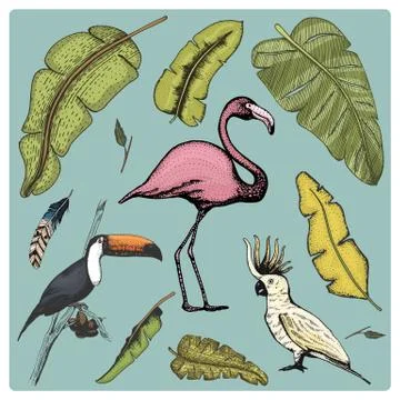 Hand drawn vector realistic bird, sketch graphic style, set of domestic Stock Illustration
