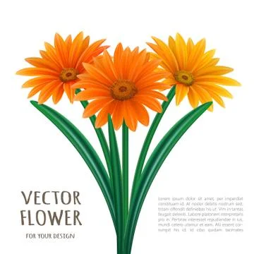 Hand drawn vector realistic illustration of Gerbera Daisy flower Stock Illustration
